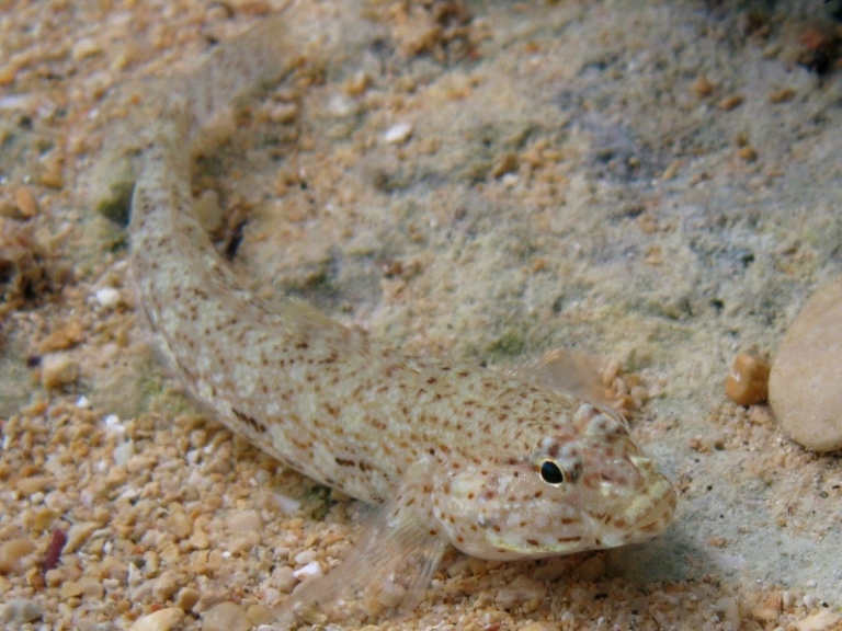 Gobius incognitus dalle Cicladi